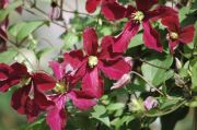 Clematis 'Madame Julia Correvon'